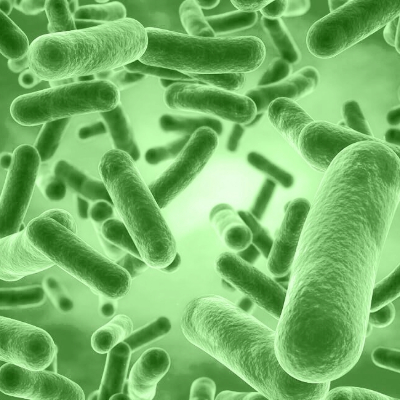 Bacilus Coagulans​