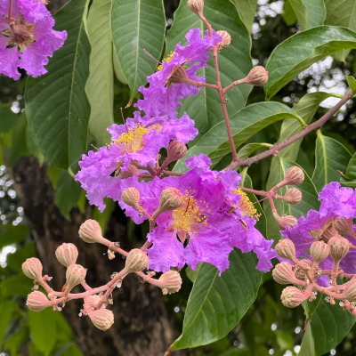 Banaba​