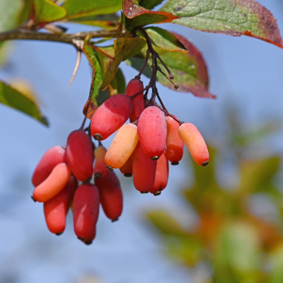 Berberine​