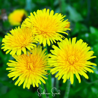 Dandelion​