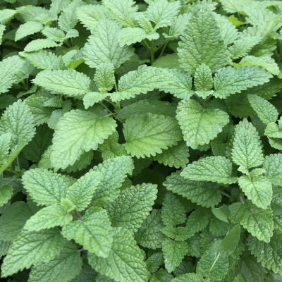 Lemon Balm​