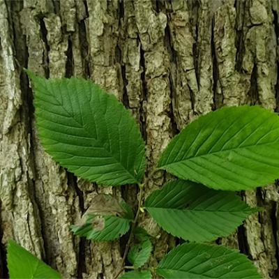 Slippery Elm Bark
